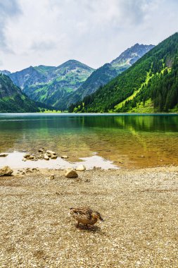 Avusturya 'daki Alp Dağları' na ördekle Vilsalpsee Dağı 'nı seyret..