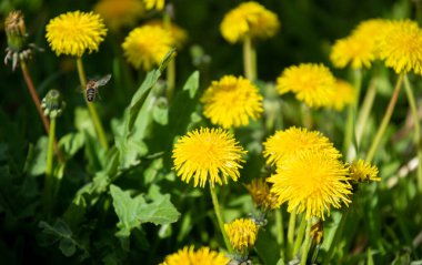 lawn with many blooming yellow dandelions