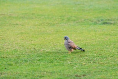 Small falcon flying away above green grass