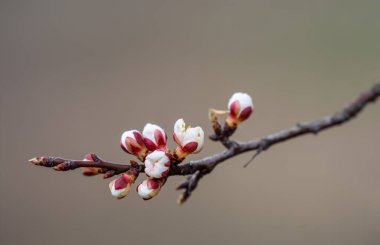 Kayısı dalları çiçek açmaya başlar. Tomurcuklar neredeyse açıldı.,