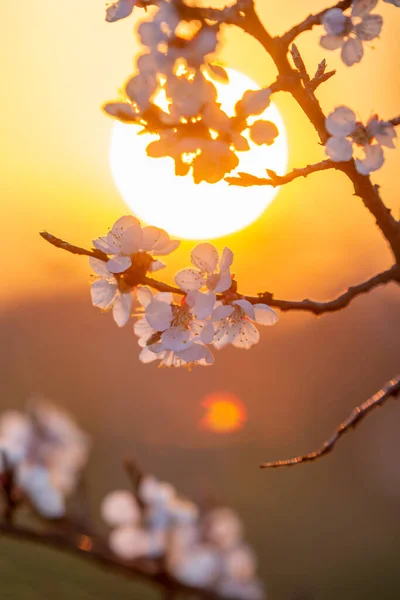 Pejzaż Stylu Chińskim Kwitnącą Gałęzią Moreli Tarczą Słońca Tle — Zdjęcie stockowe