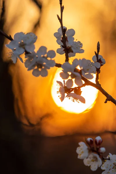 Zweig Der Aprikose Mit Blühenden Blumen Und Sonnenscheibe Auf Dem — Stockfoto
