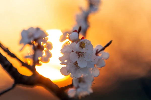 Landschaft Chinesischen Stil Mit Blühenden Aprikosenzweigen Und Sonnenscheibe Auf Dem — Stockfoto