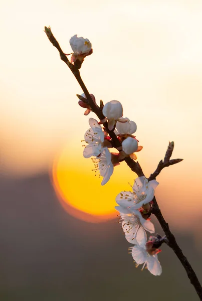 Branche Abricot Avec Fleurs Florissantes Disque Soleil Sur Fond — Photo