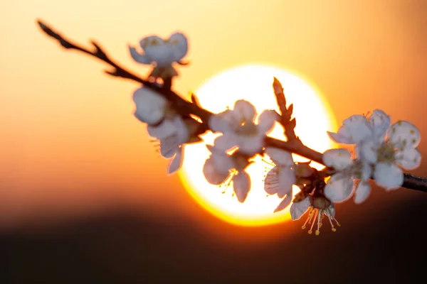 Paysage Style Chinois Avec Branche Abricot Fleurs Disque Soleil Sur — Photo