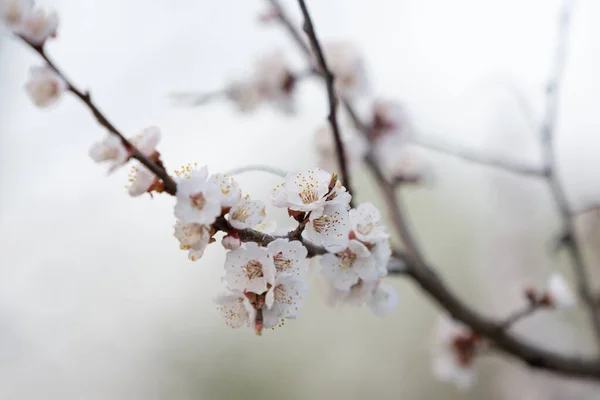 Zweig Der Aprikose Mit Blühenden Blüten — Stockfoto