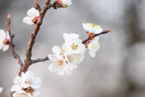 Filial Aprikos Med Blommande Blommor — Stockfoto