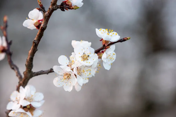 花を咲かせるアプリコットの枝 — ストック写真