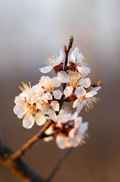Větev Meruňky Kvetoucími Květy — Stock fotografie