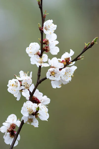 Větev Meruňky Kvetoucími Květy — Stock fotografie