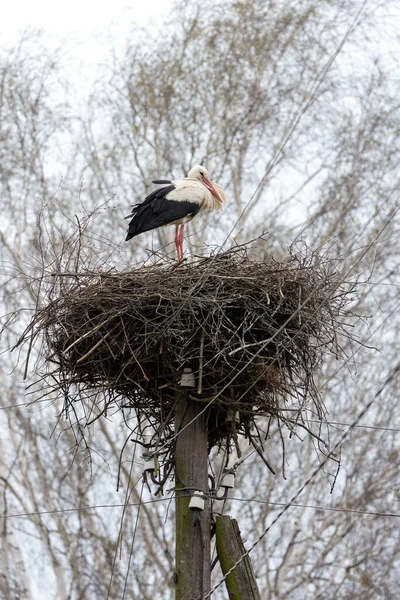 Zwarte Witte Ooievaar Staat Het Nest Gemaakt Hoogspanningslijn Ondersteuning — Stockfoto