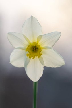 Narcissus 'un güzelliği. Sarı merkezli beyaz çiçek..