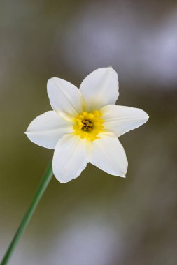 Narcissus 'un güzelliği. Sarı merkezli beyaz çiçek..