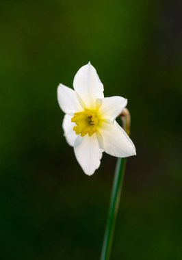 Narcissus 'un güzelliği. Sarı merkezli beyaz çiçek..