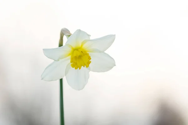 Belo Narciso Flor Branca Com Centro Amarelo — Fotografia de Stock