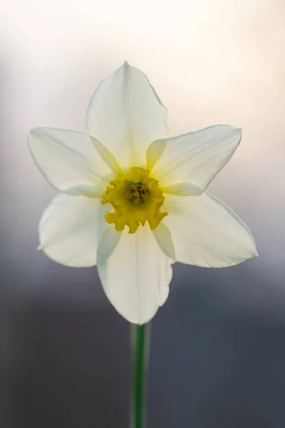 Hermosa Narciso Flor Blanca Con Centro Amarillo —  Fotos de Stock