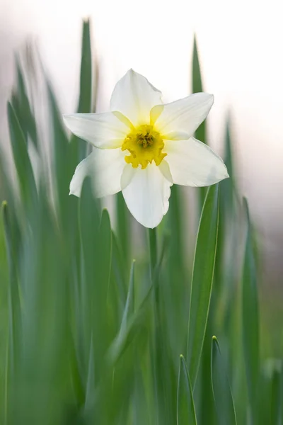Hermosa Narciso Flor Blanca Con Centro Amarillo — Foto de Stock