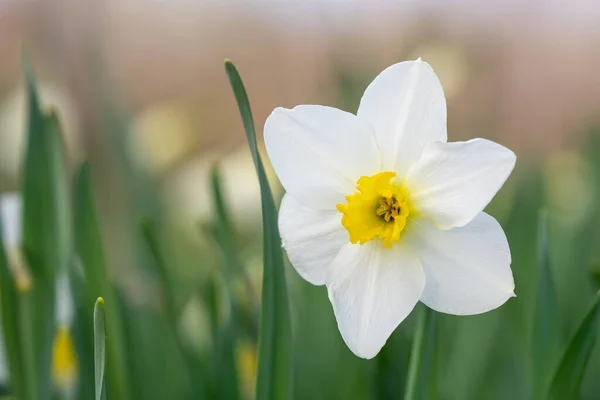 Hermosa Narciso Flor Blanca Con Centro Amarillo — Foto de Stock
