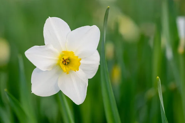 Beautiful Narcissus White Flower Yellow Center — Stock Photo, Image