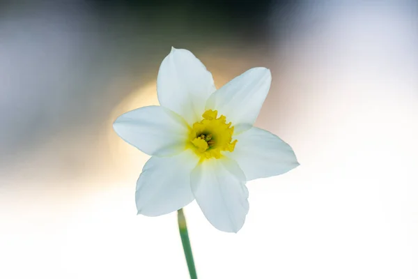 Belle Narcisse Fleur Blanche Avec Centre Jaune — Photo
