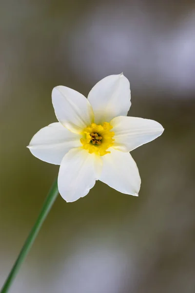 Belle Narcisse Fleur Blanche Avec Centre Jaune — Photo