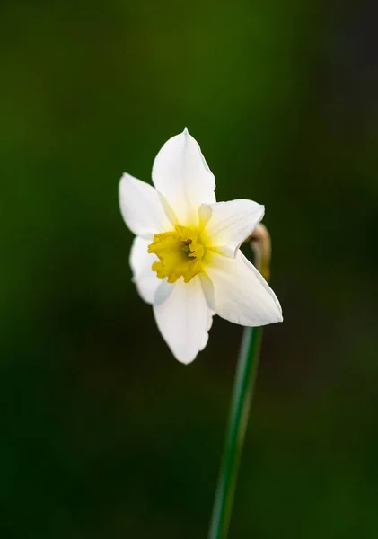 Όμορφος Νάρκισσος Λευκό Λουλούδι Κίτρινο Κέντρο — Φωτογραφία Αρχείου