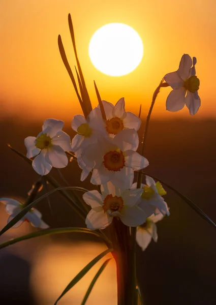 Beau Bouquet Jonquilles Blanches Sur Fond Ciel Soir Disque Soleil — Photo