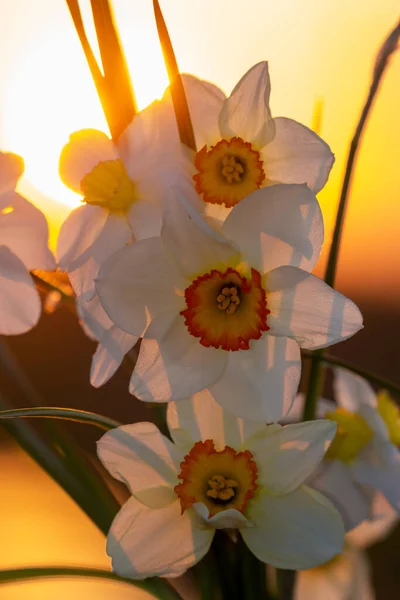Piękny Bukiet Białych Żonkili Tle Wieczornego Nieba Dysku Słońca — Zdjęcie stockowe