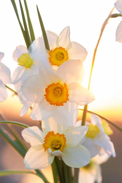 Beautiful Bouquet White Daffodils Background Evening Sky Disk Sun — Stock Photo, Image