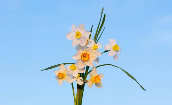 Small Bouquet White Daffodils Blue Sky Background — Stock Photo, Image