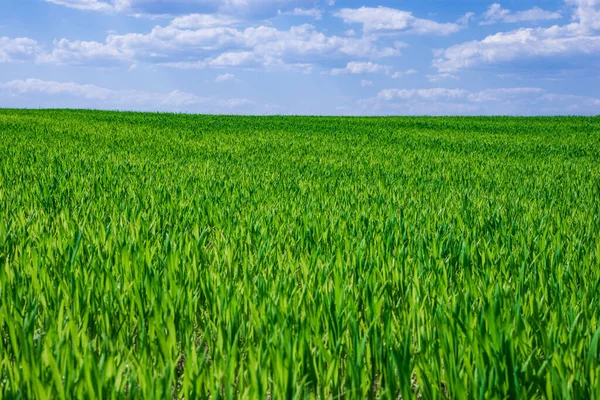 Green Field Young Wheat Blue Sky Ukraine — Stock Photo, Image
