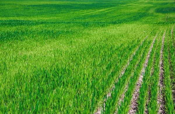 Green Rows Young Wheat Field — Stock Photo, Image