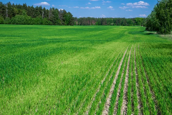 Green Field Young Wheat Blue Sky Forest — Stock Photo, Image