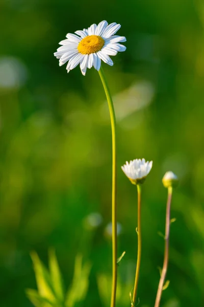 Several Beautiful Camomiles Wild Meadow — Stock Photo, Image