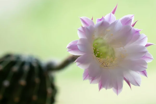 Большой Розовый Цветок Цветет Кактусе — стоковое фото