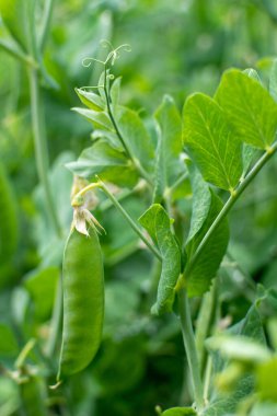 Olgunlaşmamış kabuklu bezelye çalısı sebze bahçesinde yetiştiriliyor.