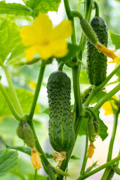 stock image Ripe cucumber growing on the plant and bright new yellow flower