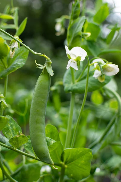 Bush Sweet Pea Unripe Pods Cultivated Vegetable Garden — Stock Photo, Image