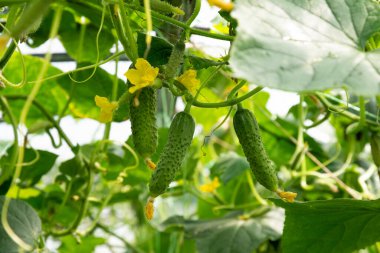 Olgun salatalık yetişiyor bitkinin üzerinde Ve parlak yeni sarı çiçek