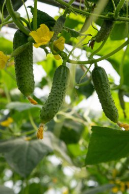Olgun salatalık yetişiyor bitkinin üzerinde Ve parlak yeni sarı çiçek