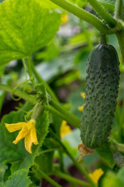 Olgun salatalık yetişiyor bitkinin üzerinde Ve parlak yeni sarı çiçek