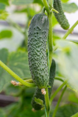 Olgun salatalık yetişiyor bitkinin üzerinde Ve parlak yeni sarı çiçek