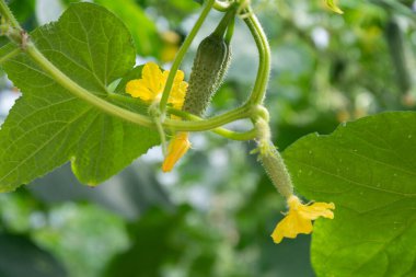 Olgun salatalık yetişiyor bitkinin üzerinde Ve parlak yeni sarı çiçek
