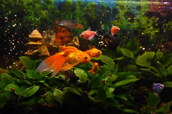 Black Moor Goldfish Goldfish Gourami Freshwater Aquarium Water Plants — Stock Photo, Image