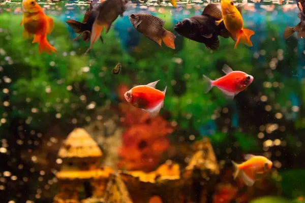 Black Moor Goldfish Goldfish Gourami Freshwater Aquarium Water Plants — Stock Photo, Image