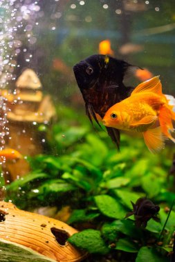 Melek Balığı (Pterophyllum scalare) ev tatlı su akvaryumunda