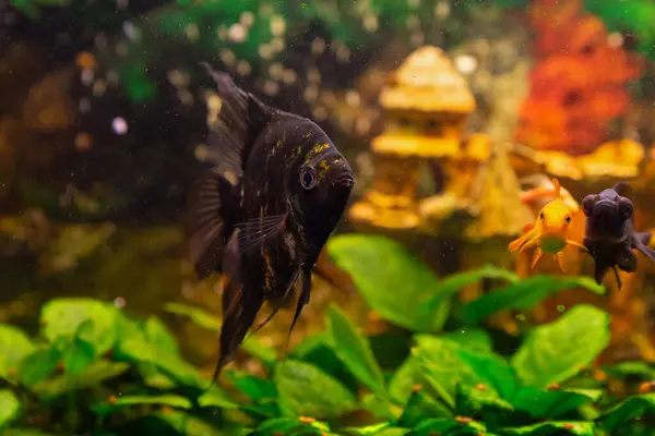 Angelfish Pterophyllum Scalare Home Freshwater Aquarium — Stock Photo, Image