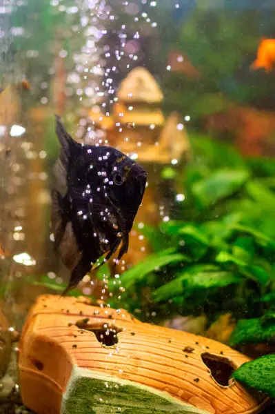Angelfish Pterophyllum Scalare Home Freshwater Aquarium — Stock Photo, Image