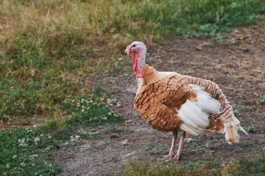 Çiftlikteki yetişkin kahverengi ve beyaz hindi kuşu