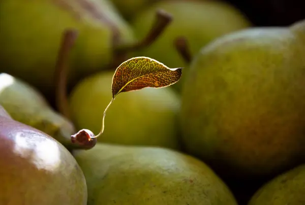 Heap of Pear with leaf on the stalk shining in sunlight beam